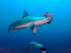 Tiburón Martillo - Especies Marinas
