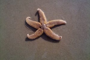 estrella de mar común