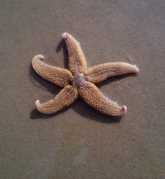 estrella de mar común