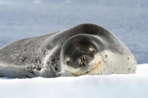 Foca Leopardo