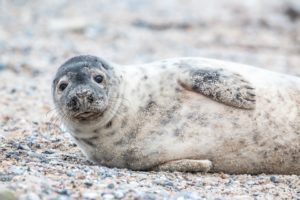 Foca gris