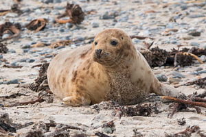 Foca común