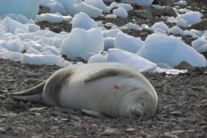 Foca cangrejera