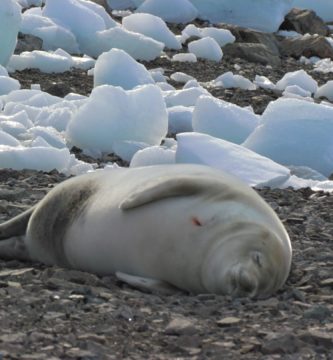 Foca cangrejera