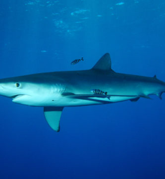 tiburón azul