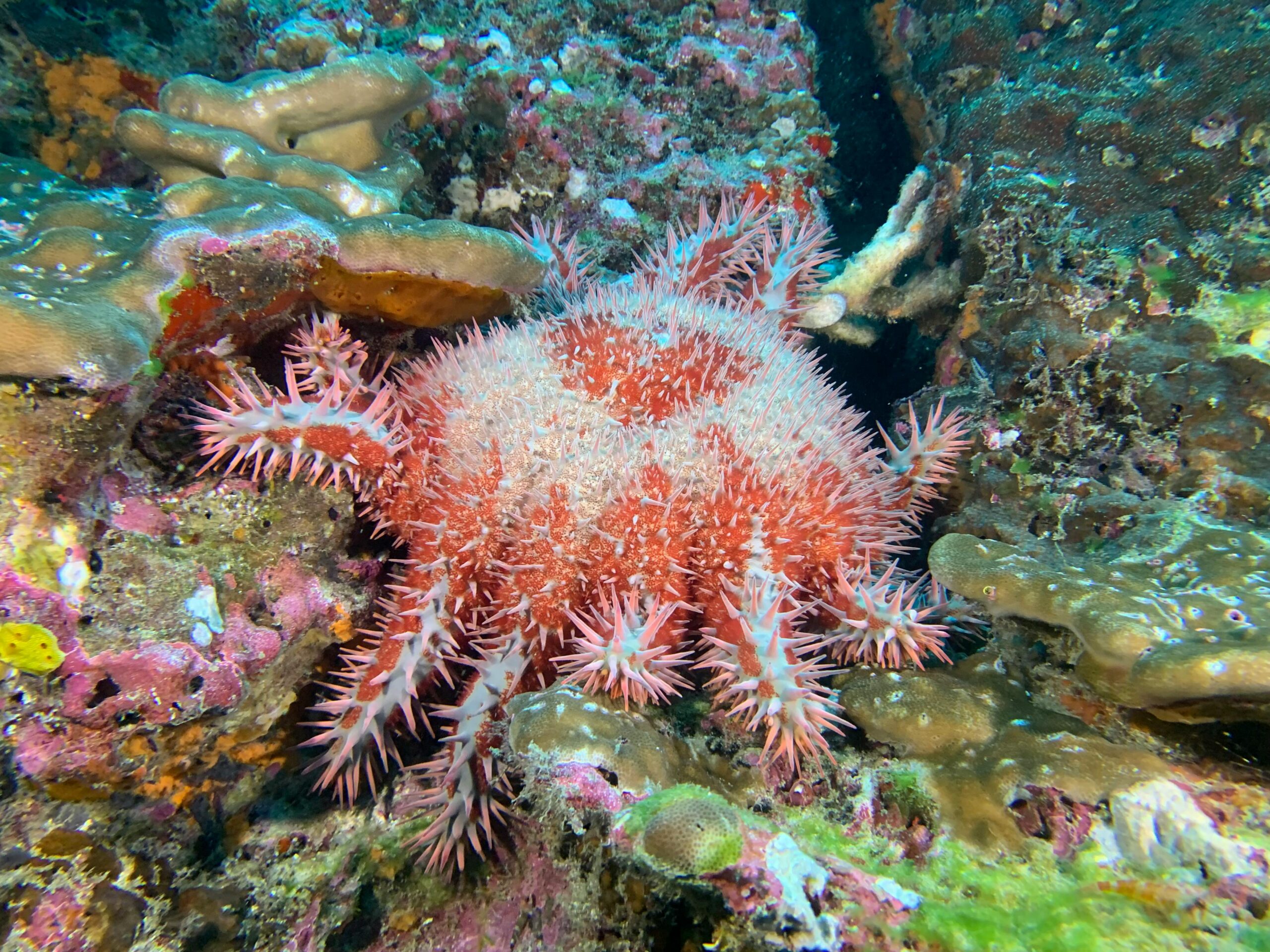 estrella de mar corona de espinas